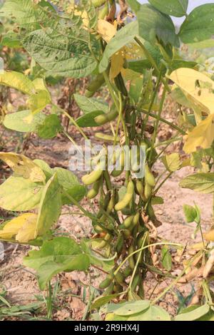ripe soybean on tree in farm for oil harvesting are cash crops Stock Photo