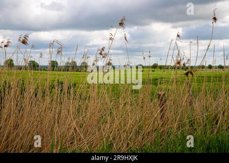 Close-up of grasses with a meadow behind and clouds. High quality photo Stock Photo