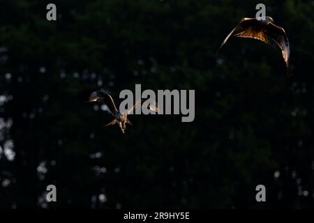 Red kite (Milvus milvus) flying in front of black background Stock Photo