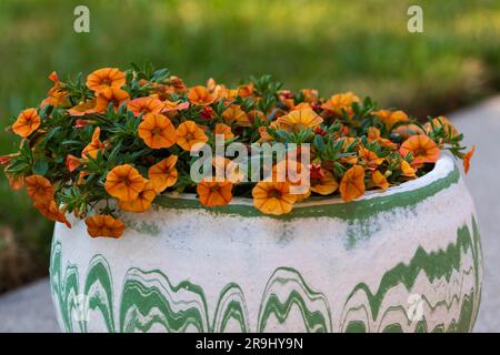 white flowerpot with orange Million Bells blossoms on the patio Stock Photo