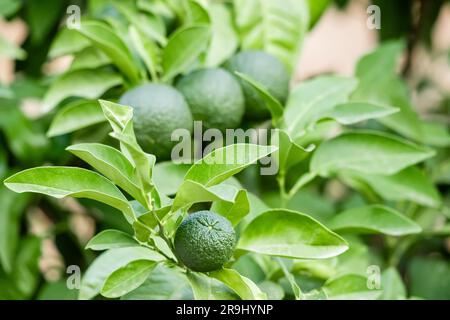 Green unripe oranges or limes on a tree. Harvest and farm concept Stock Photo