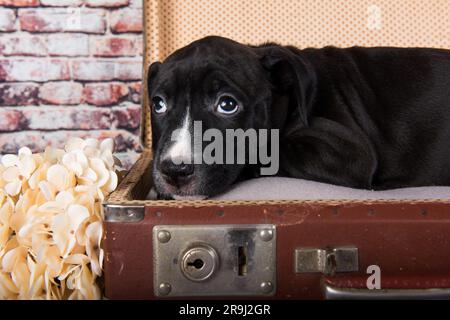 American Staffordshire Terrier dog or AmStaff puppy in a retro suitcase on brick wall background Stock Photo