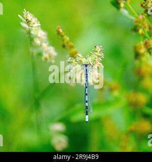 Dundee, Tayside, Scotland, UK. 27th June, 2023. UK Weather: The weather across the north-east of Scotland is cloudy and humid, with temperatures reaching 20°C. Common Blue Damselflies are often found hovering around in long grass near the pond at Dundee Clatto Country Park. Credit: Dundee Photographics/Alamy Live News Stock Photo