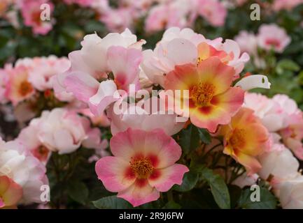 Beautiful, unusual pink, low growing yellow, white and red roses called Your Lovely Eyes, photographed in Regent's Park, London UK in mid summer. Stock Photo