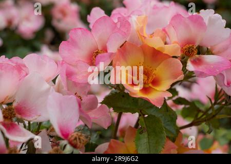 Beautiful, unusual pink, low growing yellow, white and red roses called Your Lovely Eyes, photographed in Regent's Park, London UK in mid summer. Stock Photo