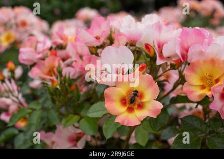 Beautiful, unusual pink, low growing yellow, white and red roses called Your Lovely Eyes, photographed in Regent's Park, London UK in mid summer. Stock Photo