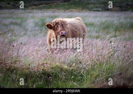 An adorable domestic Highland Cow calf in a grassy meadow. Stock Photo