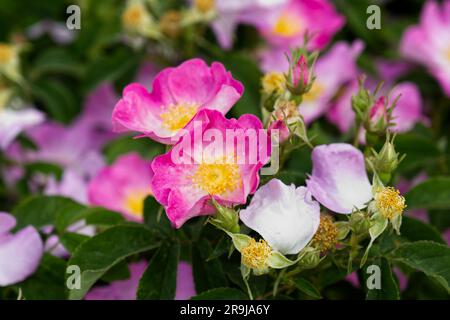 Pink single summer flowers of apothecary's rose, Rosa Gallica in UK garden June Stock Photo