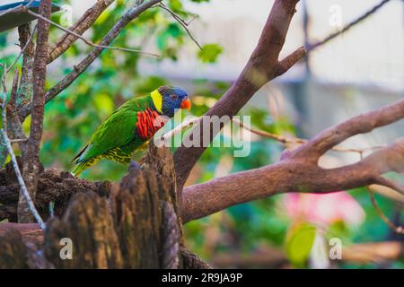 Lorikeet perched on old dead tree stump Stock Photo