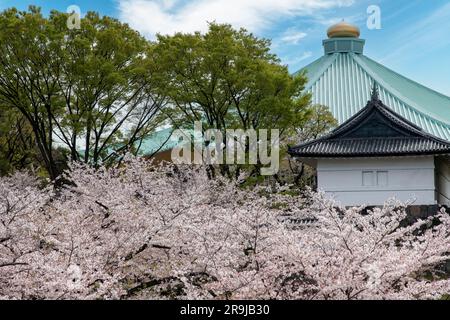 Tokyo, Japan-April 2023; Japanese Cherry trees with pink and white cherry blossom or Sakura in Kudanzaka Park with Tayasumon Gate and Nippon Budokan r Stock Photo
