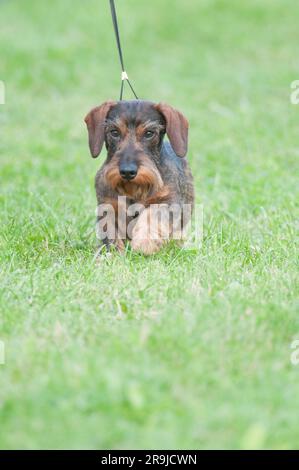 Cute wirehaired dachshund walking on a field of grass Stock Photo