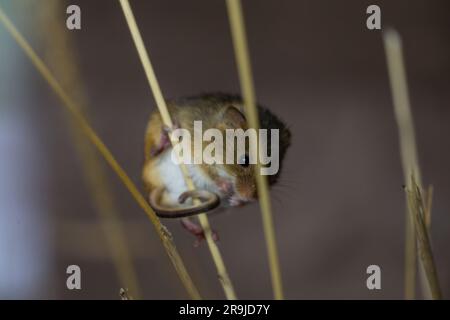 Little shrew climbs grass stalks Stock Photo