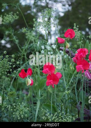 Pink Lathyrus odoratus (sweet pea) 'Miss Wilmot' and Ammi majus (Bishop's Weed) flowers in a cut flower bed at dusk in summer Stock Photo