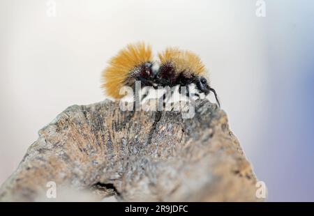 Velvet Ant Stock Photo