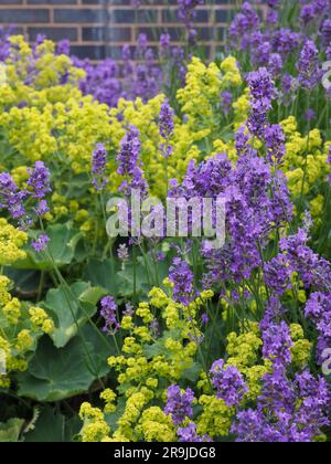 Alchemilla mollis (Lady's mantle) and Lavandula angustifolia (English lavender) showing contrasting lime green / yellow and purple flowers in summer Stock Photo