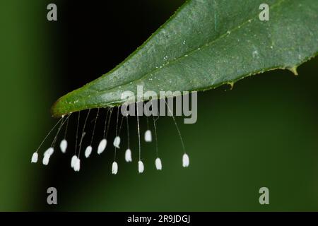 Green Lacewing Eggs (Chrysoperla rufilabris) Stock Photo