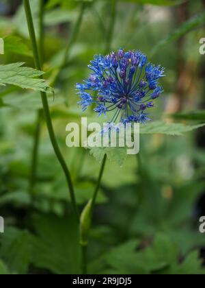 Close up of a blue allium bulb just coming into flower (Allium azureum caeruleum) in a British garden border in June Stock Photo