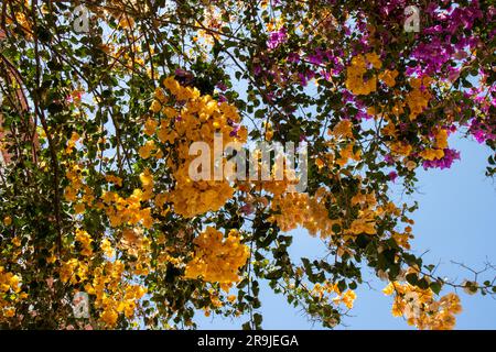Explosion of colors with the bougainvillea that adorn the houses and streets of Puerto de Mogán, Gran Canaria, Spain Stock Photo