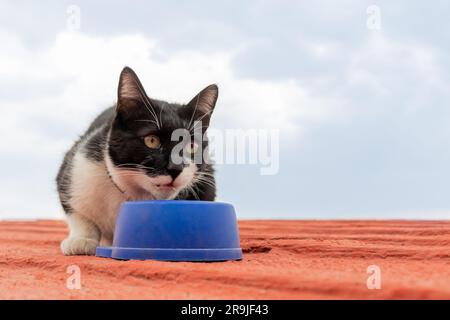 Adorable abandoned white and black cat sitting on roof near bowl of dry cat food and eating while looking away Stock Photo