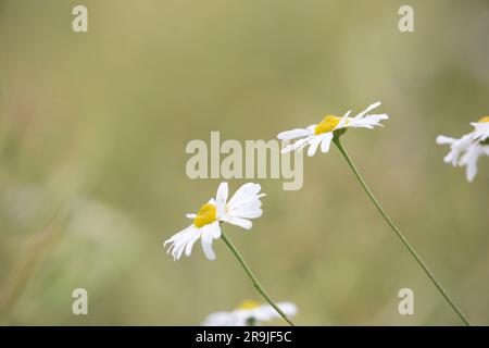 Close up of Oxeye daisy flowers (Leucanthemum vulgare) growing wild in the UK countryside. Close wild daisies in detail. Stock Photo