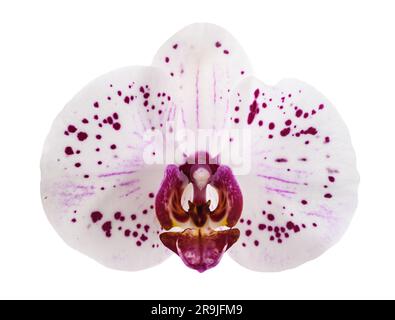 Orchids flower isolated on white background Stock Photo
