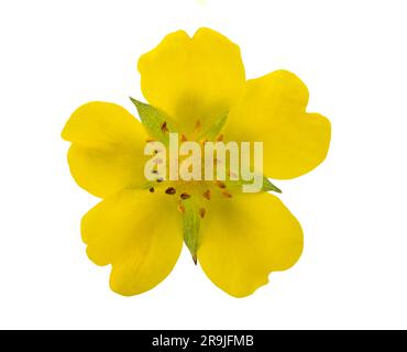 Creeping cinquefoil flower isolated on white background Stock Photo