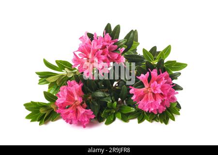 Rusty leaved alpenrose isolated on white background Stock Photo