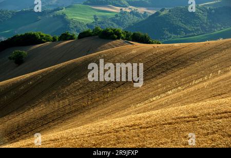 campo di grano maturo sulle colline del Montefeltro Stock Photo