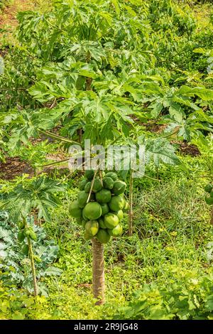 Unripe papayas hanging o, a tree at the Miradouro da Beira da Quinta, a view point above Arco de Sao Jorge Stock Photo