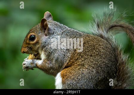 Grey squirrel eating a nut against a green background. Squirrel in Kelsey Park, Beckenham, Kent, UK. Grey squirrel (Sciurus carolinensis). Stock Photo