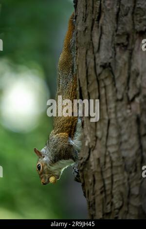 Grey squirrel on a tree with a nut in its mouth. Squirrel in Kelsey Park, Beckenham, Kent, UK. Grey squirrel (Sciurus carolinensis). Stock Photo