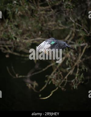 Rock dove or common pigeon or feral pigeon in flight. Portrait image with tree. Common pigeon (Columba livia) in Kelsey Park, Beckenham, Kent, UK. Stock Photo