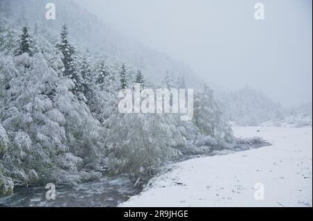 View to trees forest covered with snow in winter day Stock Photo