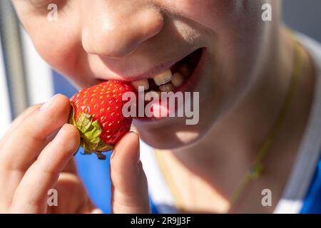 A happy child eats ripe strawberries. Delicious fresh organic strawberry berry. The boy takes a bite out of a red strawberry berry. Baby's mouth with Stock Photo