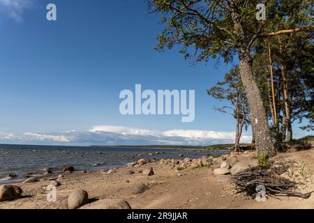 view of the sea bay, pine forest, blue sky and stones on the sandy shore. Beautiful landscape. Gulf of Finland. Baltic Stock Photo