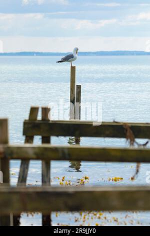 Seagull sitting on a pole of damaged pier into the Baltic Sea at Kegnæs, Denmark Stock Photo