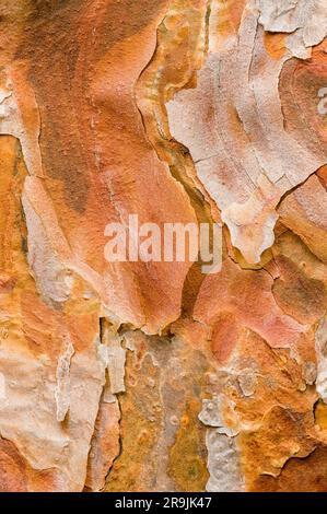 Close up of the textures in the bark of a Scots or Scotch pine tree also known as Pinus sylvestris Fastigiata native from Great Britain Stock Photo