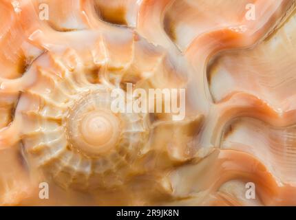 Macrophotograph of the front end of a sea snail David Harp seashell Stock Photo