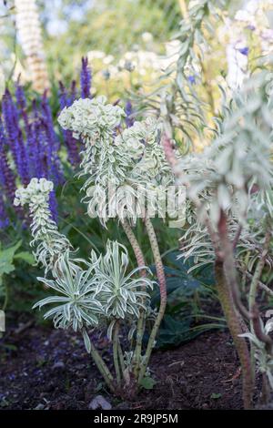 Euphorbia characias Tasmanian Tiger in the natural garden, ideal plant for sunny garden Stock Photo