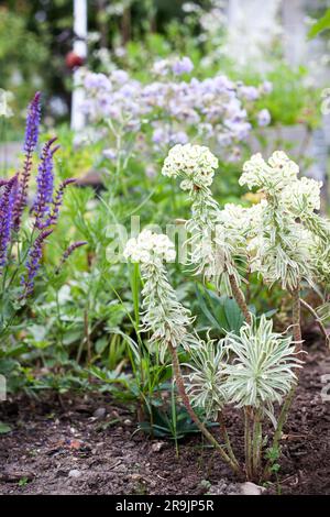 Euphorbia characias Tasmanian Tiger in the natural garden, ideal plant for sunny garden Stock Photo