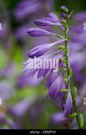 Violet-purple early crocus (Crocus tommasinianus) Whitewell Purple blooms in a garden Stock Photo