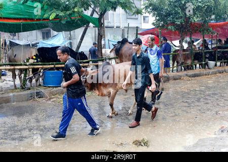 Dhaka, Bangladesh - June 27, 20023: Bangladeshi Muslim people are buying cows from Dhaka's Aftab Nagar cow market on the occasion of the holy Eid-ul-A Stock Photo