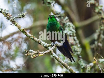 A Coppery-bellied Puffleg hummingbird (Eriocnemis cupreoventris) perched on a branch. Colombia, South America. Stock Photo