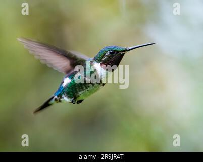 A male White-bellied Woodstar hummingbird (Chaetocercus mulsant) hovering in the air. Colombia, South America. Stock Photo