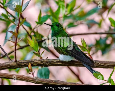 A Coppery-bellied Puffleg hummingbird (Eriocnemis cupreoventris) perched on a branch. Colombia, South America. Stock Photo