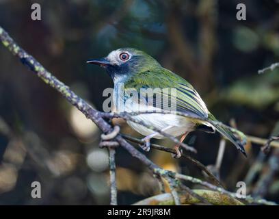 A Black-throated Tody-Tyrant (Hemitriccus granadensis) perched on abranch. Colombia, South America. Stock Photo