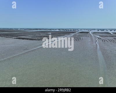 Aerial view of Oyster farm. Sustainable farming. Oyster farming is an aquaculture practice. Oyster farming at Ang Sila town, Chonburi, Thailand. Land Stock Photo