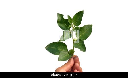 Withania somnifera, known commonly as ashwagandha, Indian ginseng, poison gooseberry, or winter cherry is a plant in the Solanaceae Stock Photo