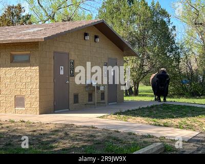 Dickinson, ND USA - May 17, 2023: Bison in the North Unit Campground in Theodore Roosevelt National Park in North Dakota USA. Stock Photo