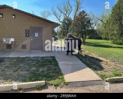 Dickinson, ND USA - May 17, 2023: Bison in the North Unit Campground in Theodore Roosevelt National Park in North Dakota USA. Stock Photo